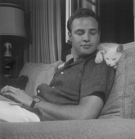 Brando Marlon Bud Chat Où Ai-Je La Tête ?