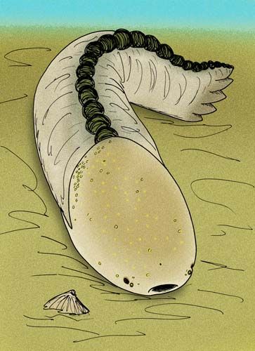 Amphoraspis