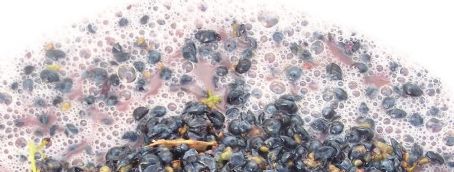 Fermentation in winemaking