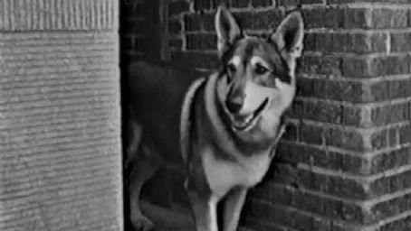 London the Dog