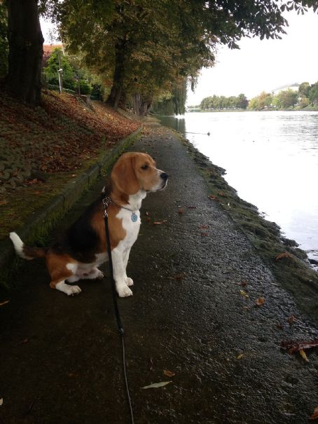 Hound