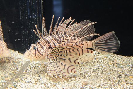 Luna lionfish