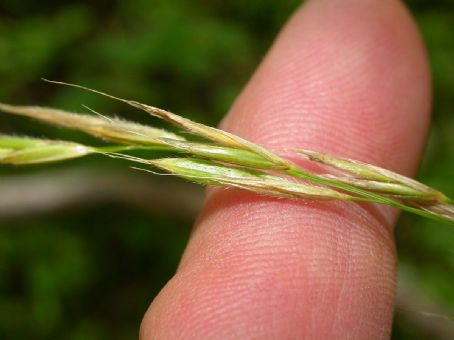 Bromus ciliatus