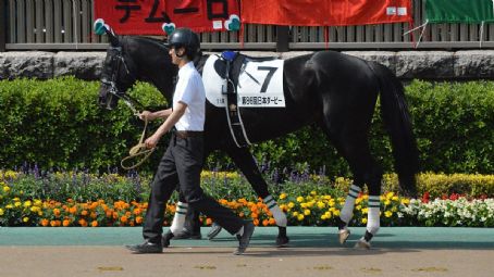 List of Racehorses trained in Japan - FamousFix List