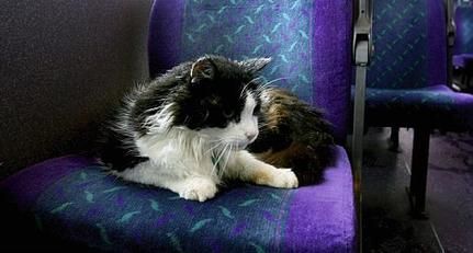 Casper (cat)