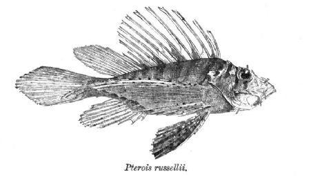 Pterois russelii