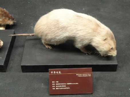Chinese bamboo rat