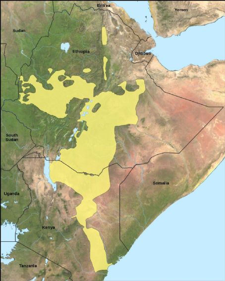Oromo language