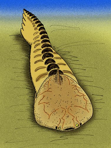 Amphiaspis