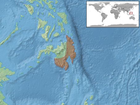 Tropidophorus davaoensis
