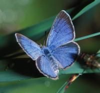 Palos Verdes blue