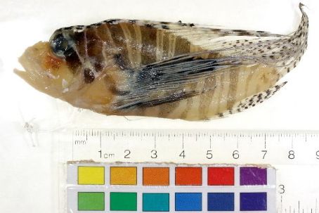 Andover lionfish