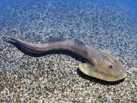 Ateleaspis