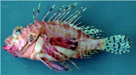 Pterois brevipectoralis
