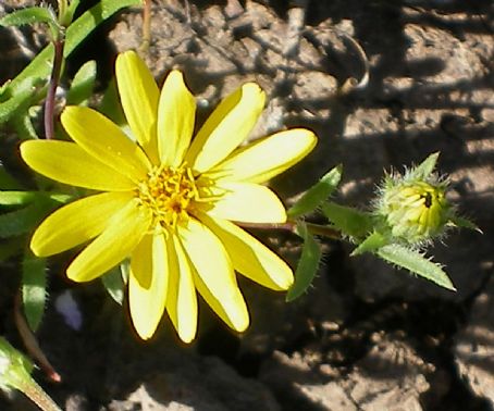 Pentachaeta lyonii