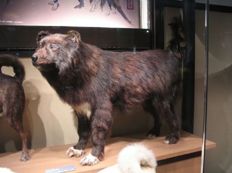 Sakhalin Husky
