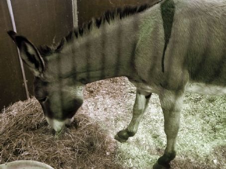 Romagnolo donkey
