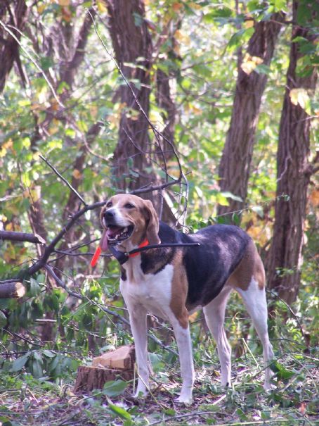 Foxhound