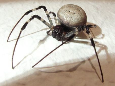 Nephilingis livida