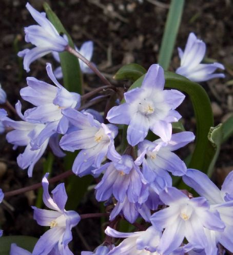 Chionodoxa siehei