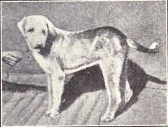Vanjari Hound