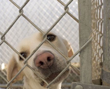 Rescue dog