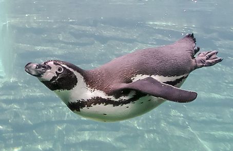Humboldt penguin