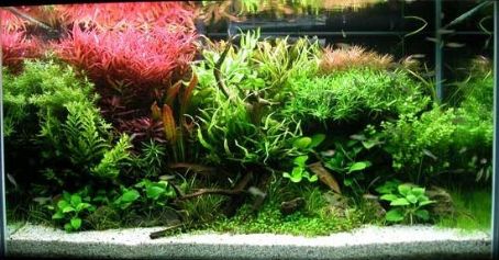 Aquascaping