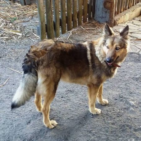 Mantiqueira Shepherd Dog