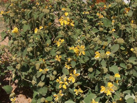 Phlomis chrysophylla