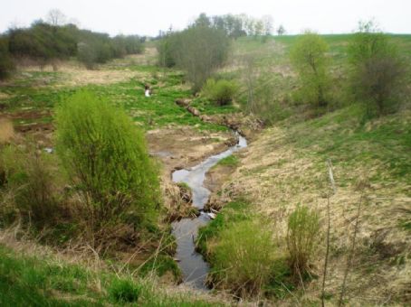 Žalesys