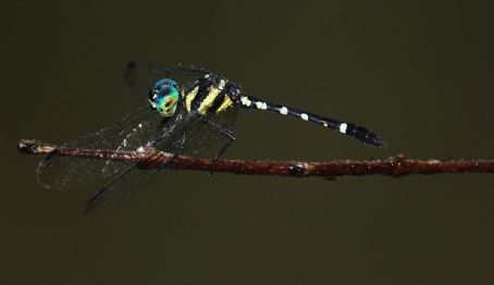 Tetrathemis yerburii