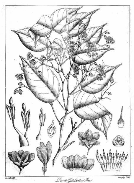 Shorea gardneri