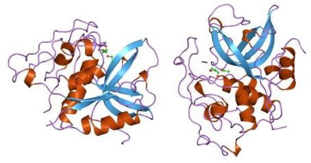 Cathepsin B