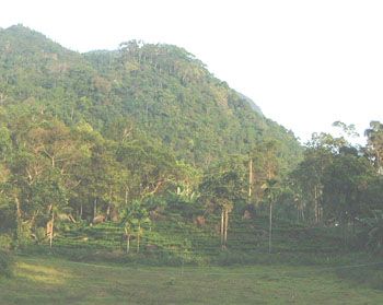 Sinharaja Forest Reserve