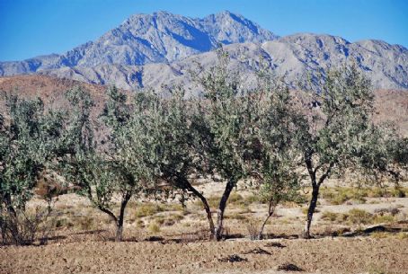 Quetta