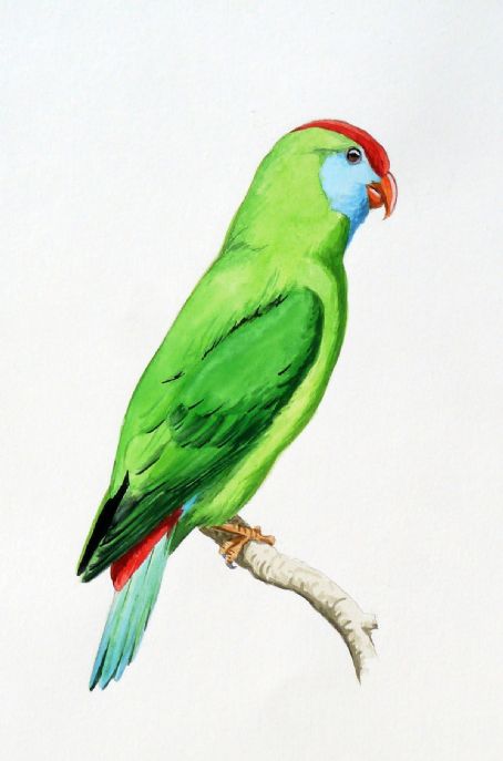 Camiguin hanging parrot