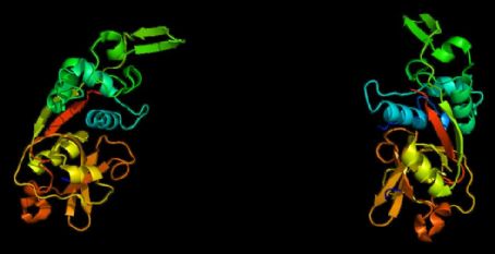 Cathepsin Z