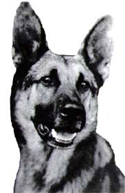 Strongheart the Dog