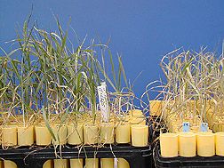 Plant breeding