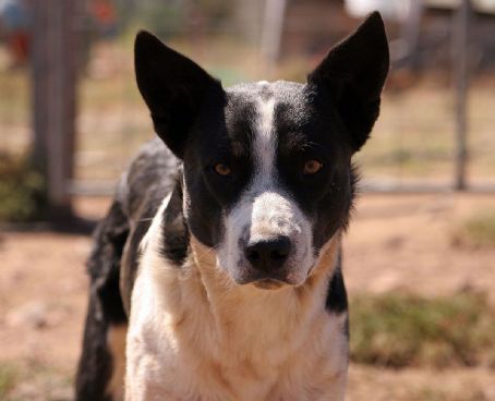 Working dog