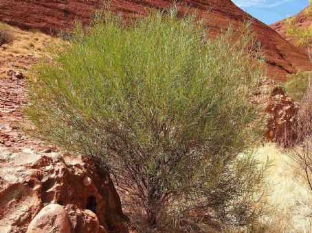 Acacia olgana