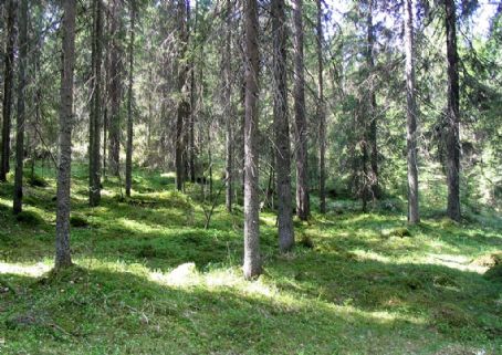 Liesjärvi National Park