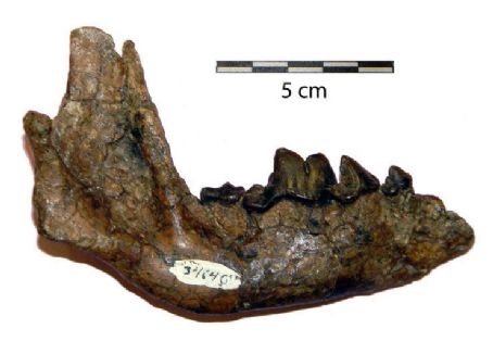 Borophagus littoralis