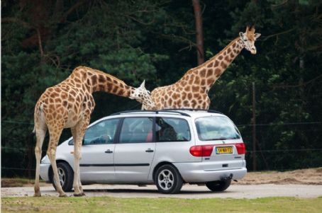 Safari park