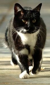 Sybil (cat)