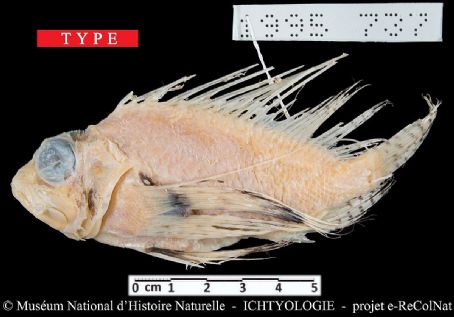 Pterois paucispinula