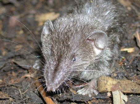 Mindanao shrew
